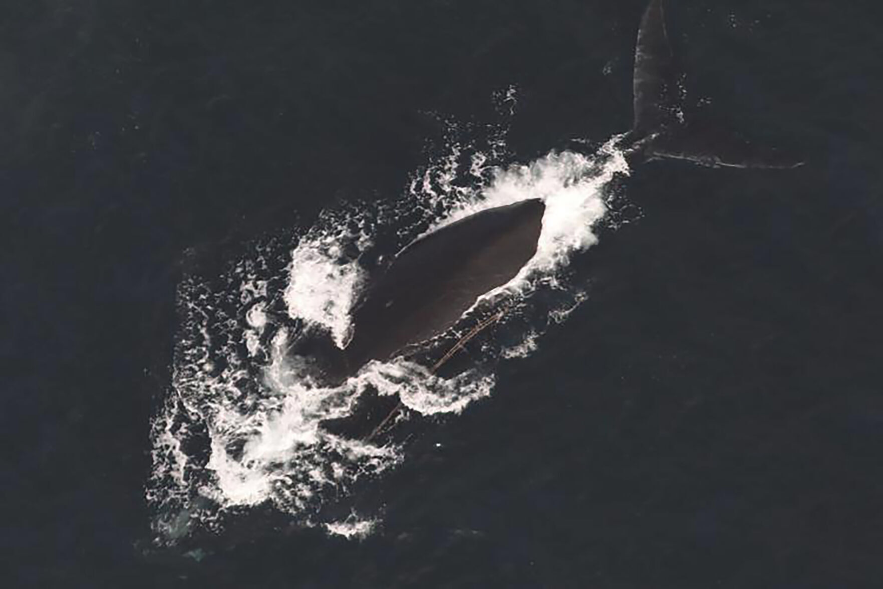 'Slow Zones' enforced as Right Whales travel near Ocean City